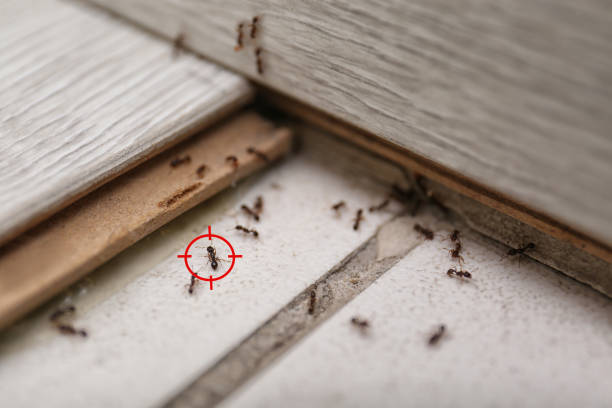 Best Flea Control Services  in Moody, AL