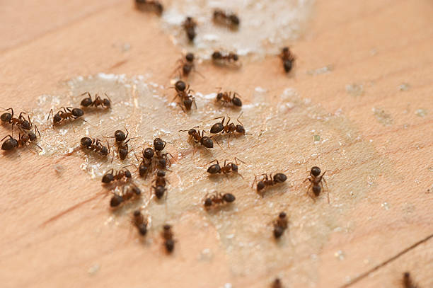 Best Cockroach Control Services  in Moody, AL