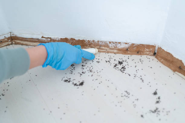 Reliable Moody, AL Pest Control Solutions